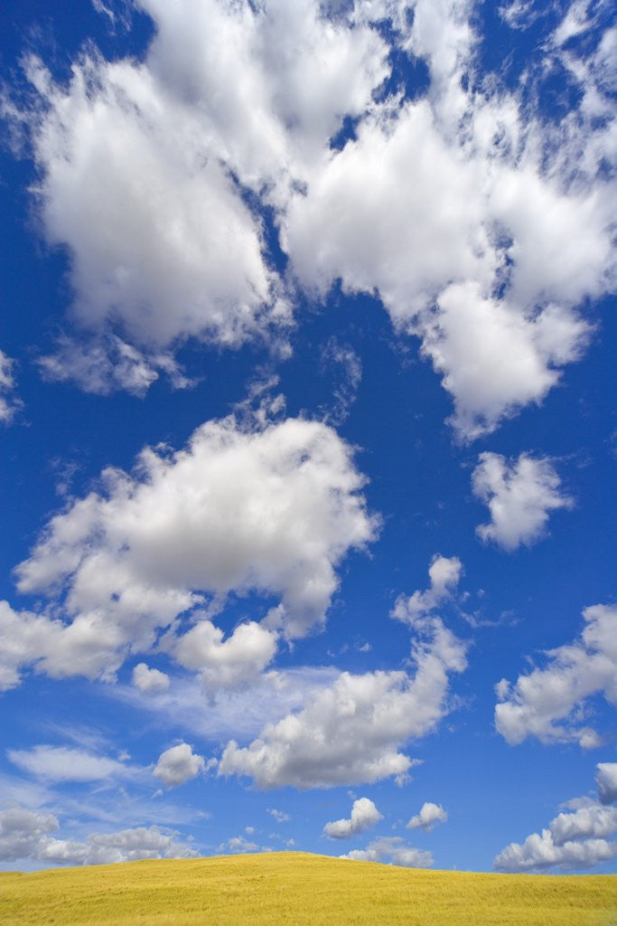 Detail of Beautiful Cumulus Clouds and Golden Prairie by Anonymous