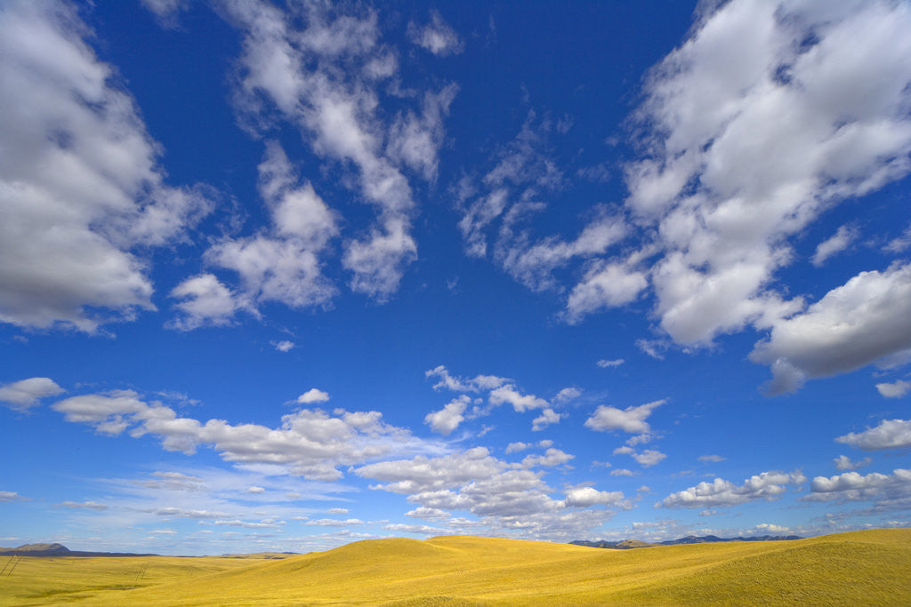 Detail of Beautiful Cumulus Clouds and Golden Prairie by Anonymous