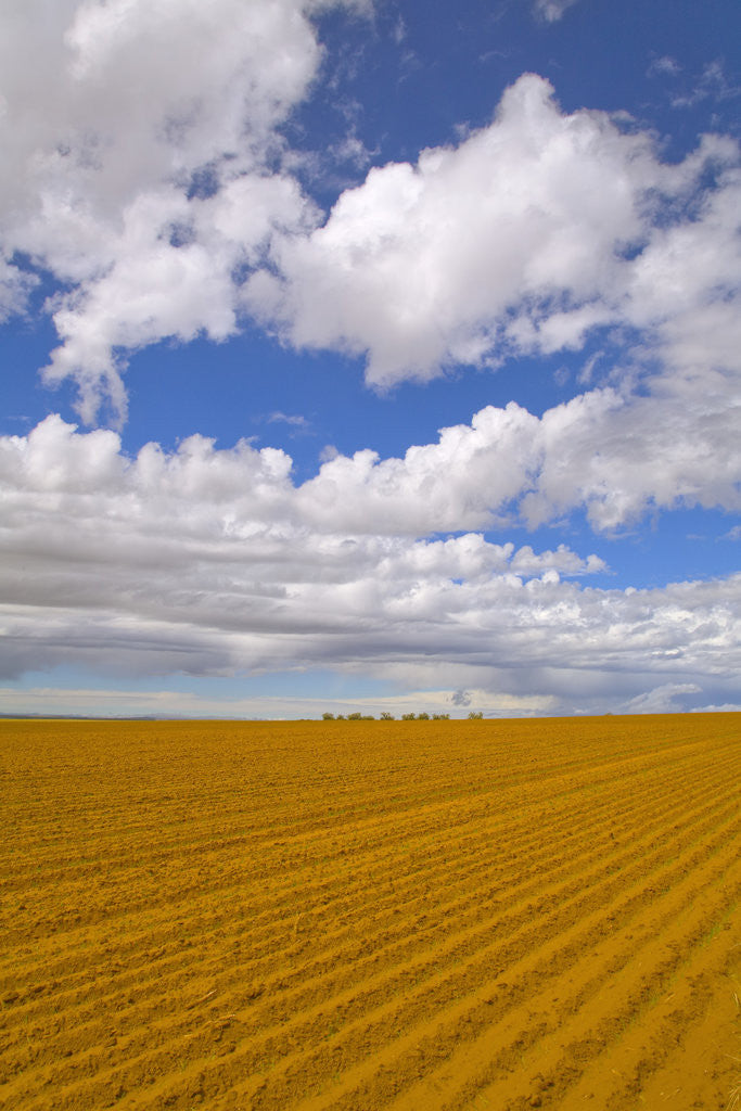 Detail of Freshly Ploughed Red Earth Field and Cumulus Clouds by Anonymous
