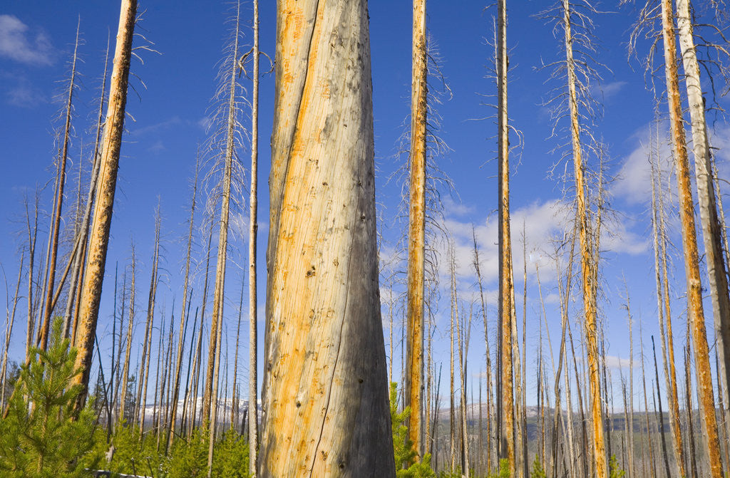 Detail of Spruce Trunks with Bark Stripped by Fire by Anonymous