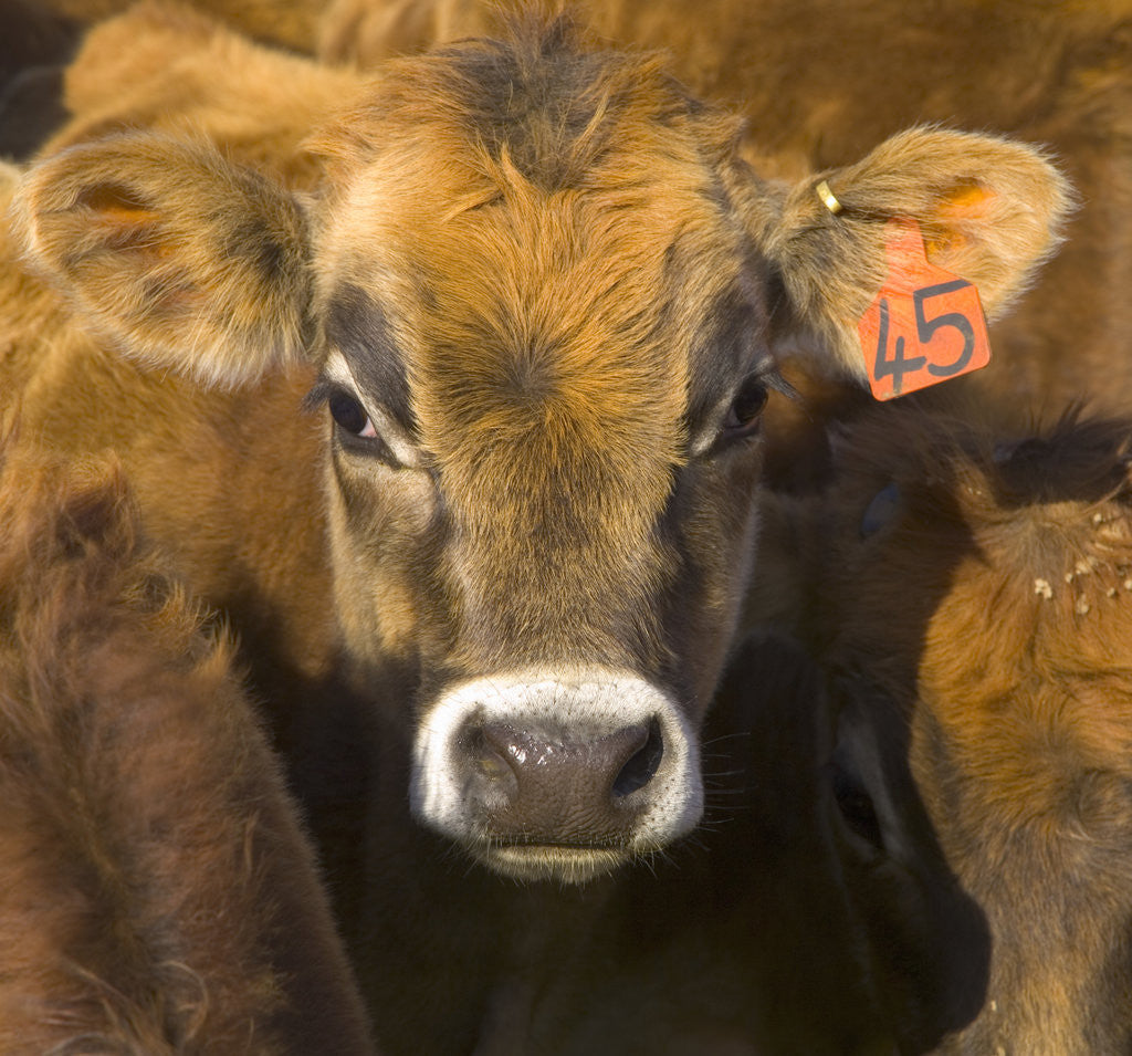 Detail of Young Calf in Pasture by Anonymous