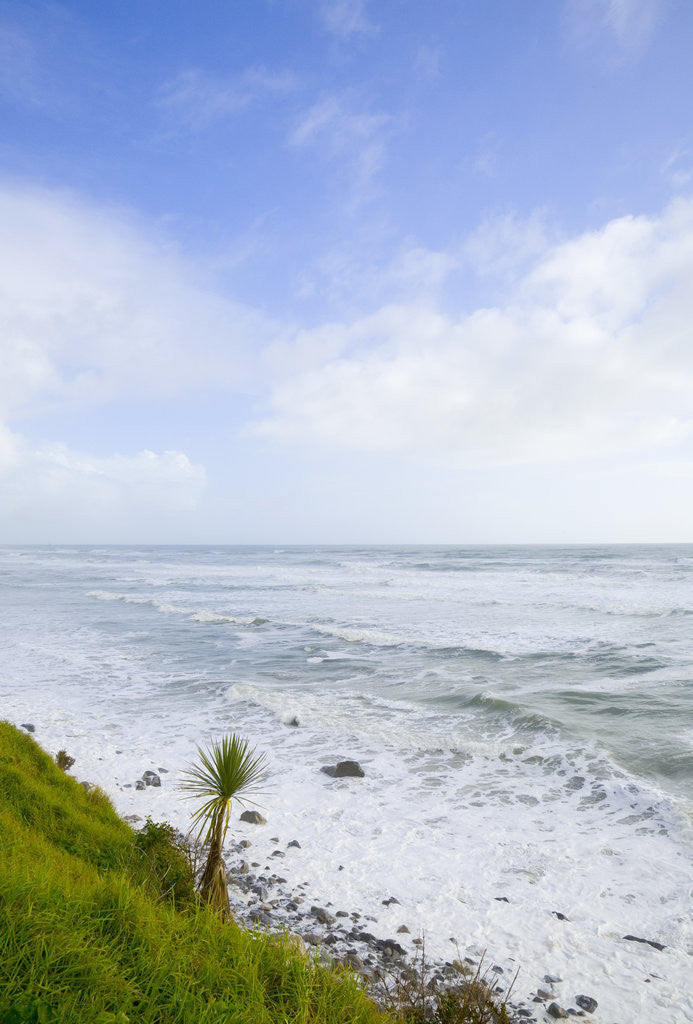 Detail of Cabbage Tree on Sea Cost by Anonymous