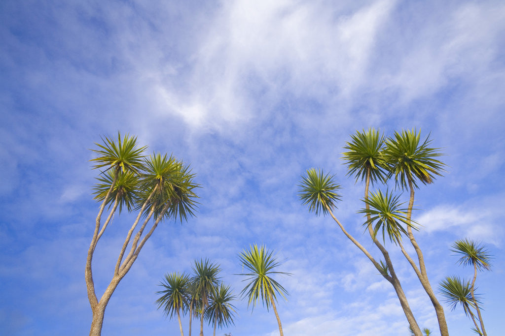 Detail of Cabbage Trees, Crowns Against Sky by Anonymous