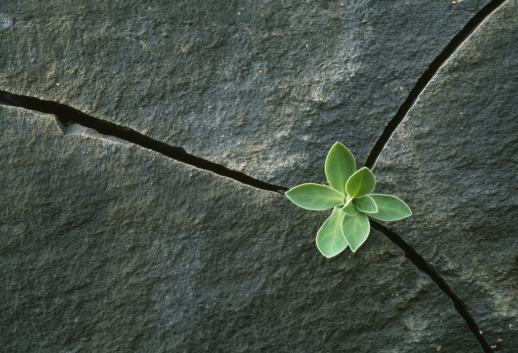Detail of Plant Growing in Cracked Boulder by Corbis