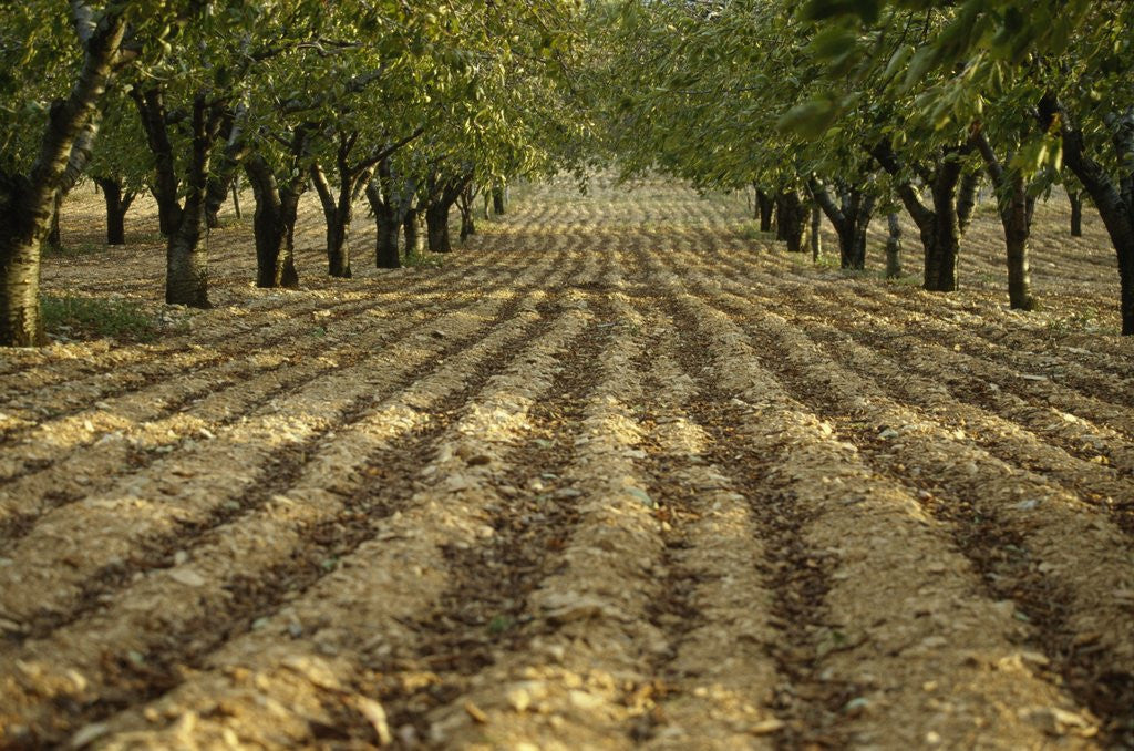 Detail of Orchard by Anonymous