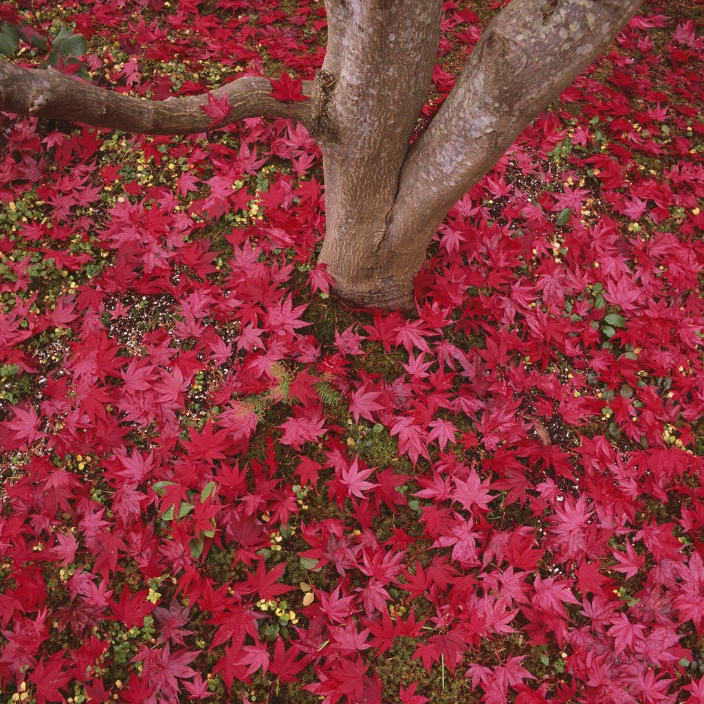 Detail of Red Leaves on Ground by Corbis