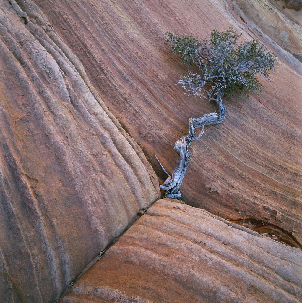 Detail of Tree Growing in Rock Cliff by Anonymous