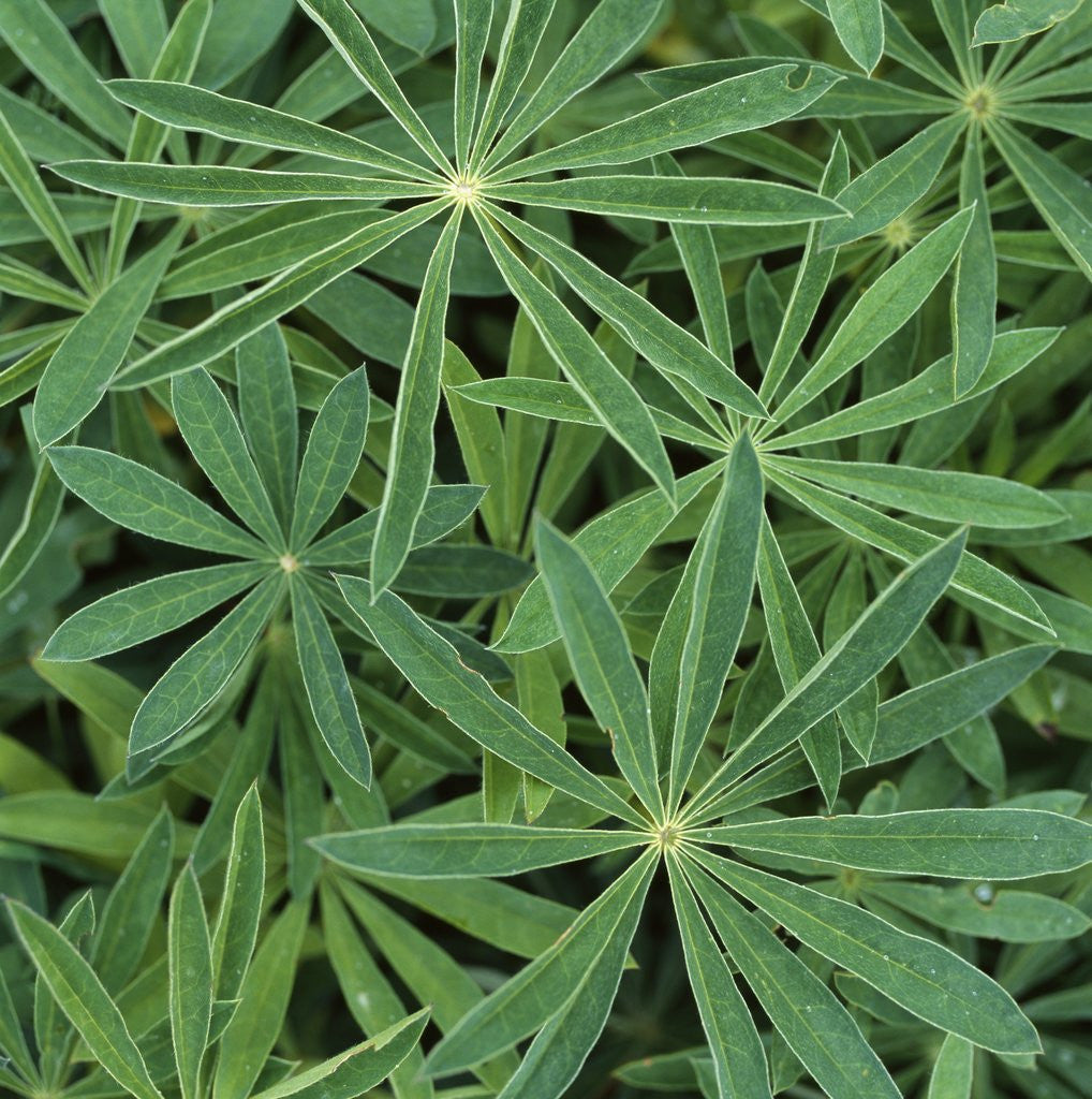 Detail of Foliage by Anonymous