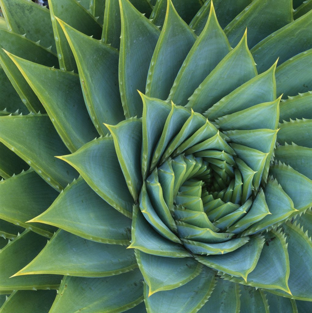 Detail of Succulent with Spiked Leaves by Corbis