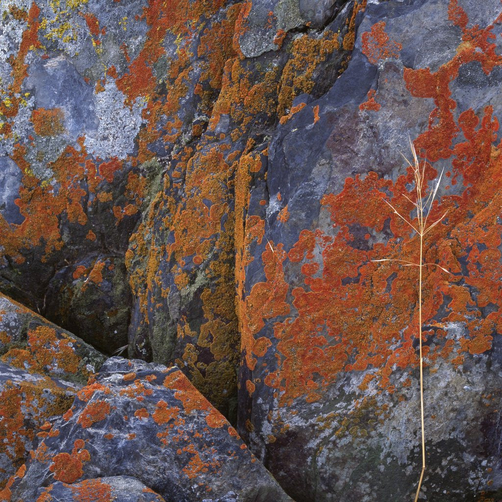 Detail of Red Lichen on Rocks by Anonymous