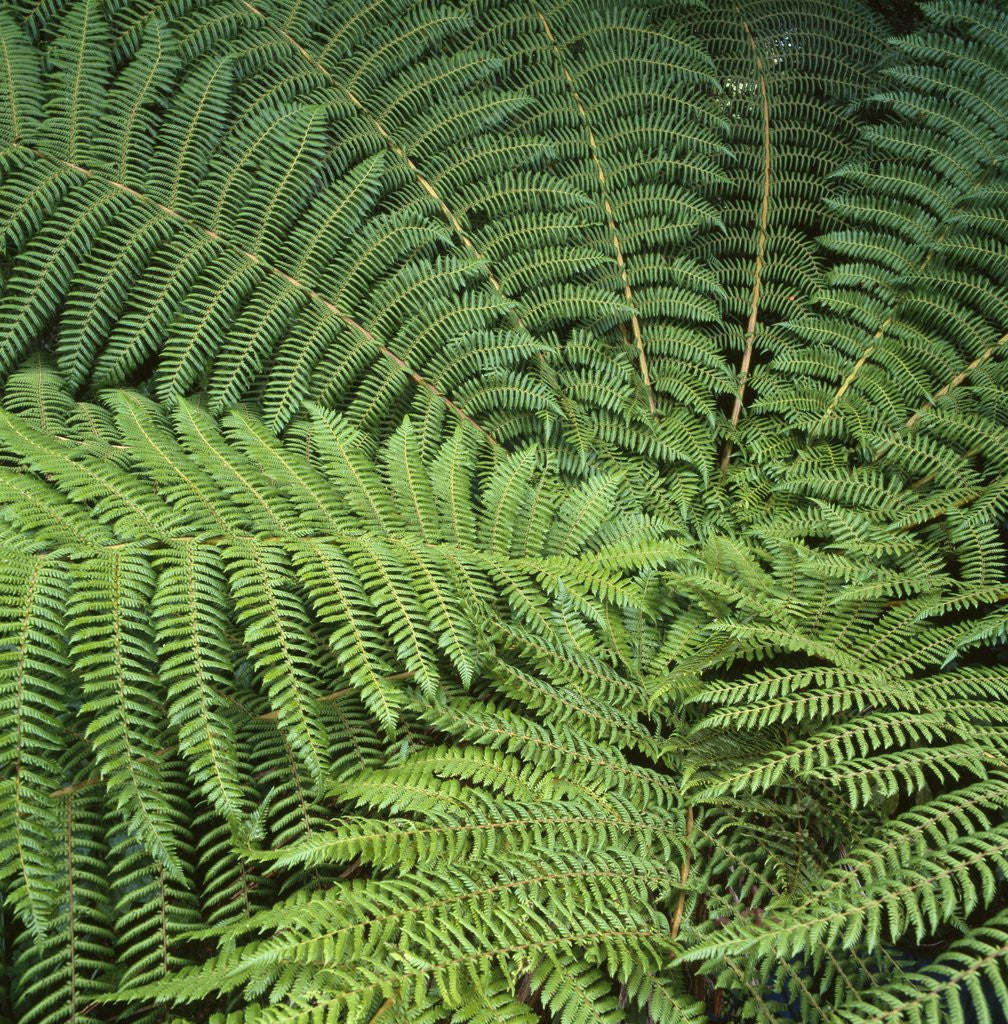Detail of Fern Fronds by Anonymous
