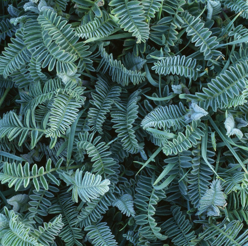 Detail of Frost on Foliage by Anonymous