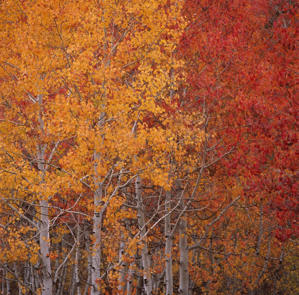 Detail of Deciduous Trees in Autumn by Anonymous
