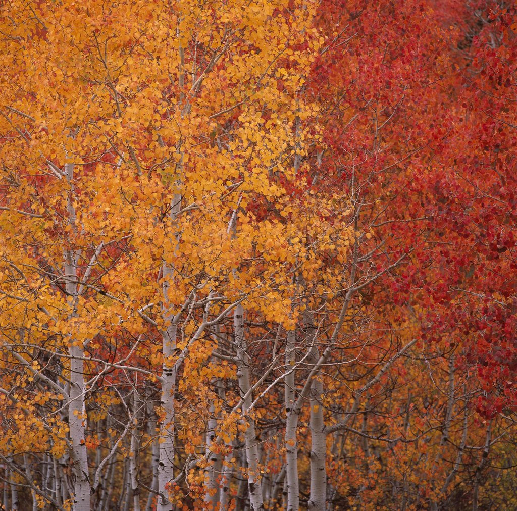 Detail of Deciduous Trees in Autumn by Corbis
