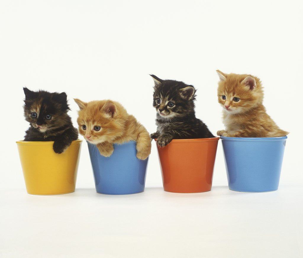 Detail of Four Kittens in Plastic Cups by Corbis