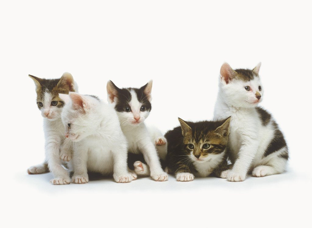 Detail of Litter of Kittens by Anonymous