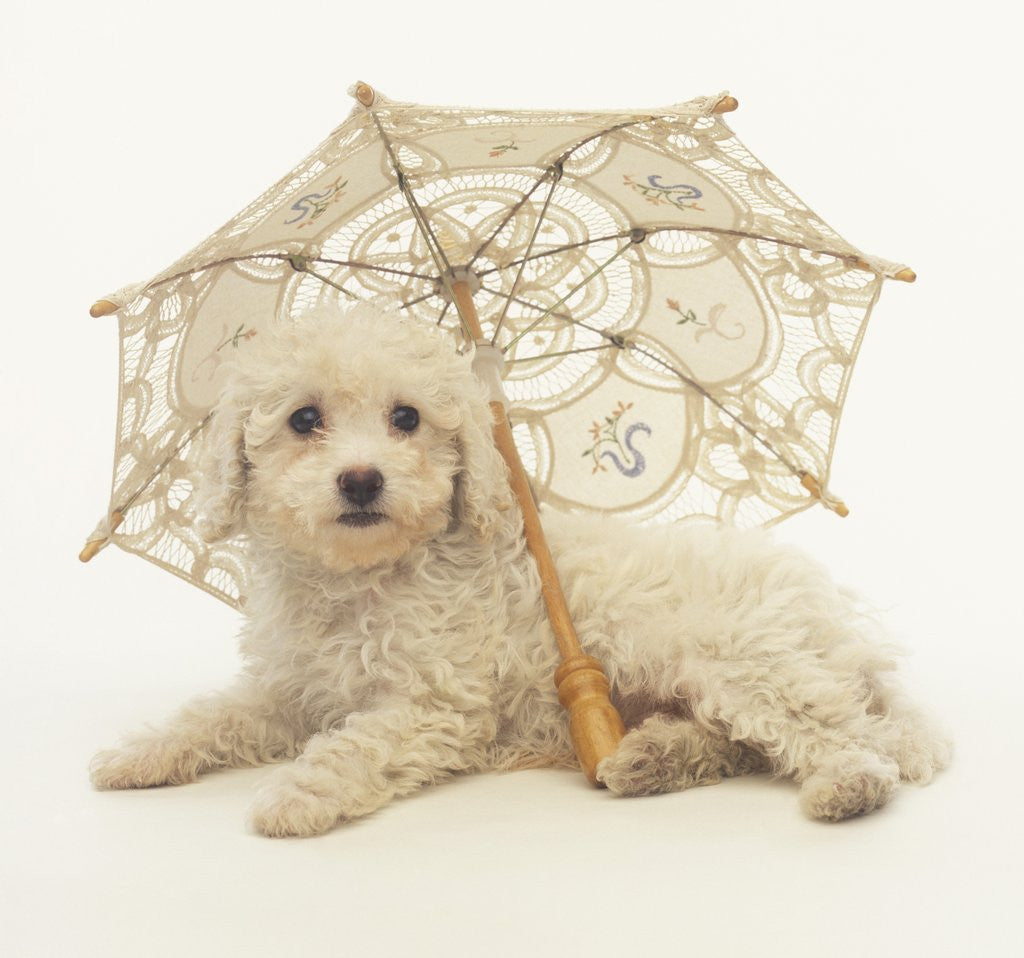 Detail of Bichon Frise and Parasol by Corbis