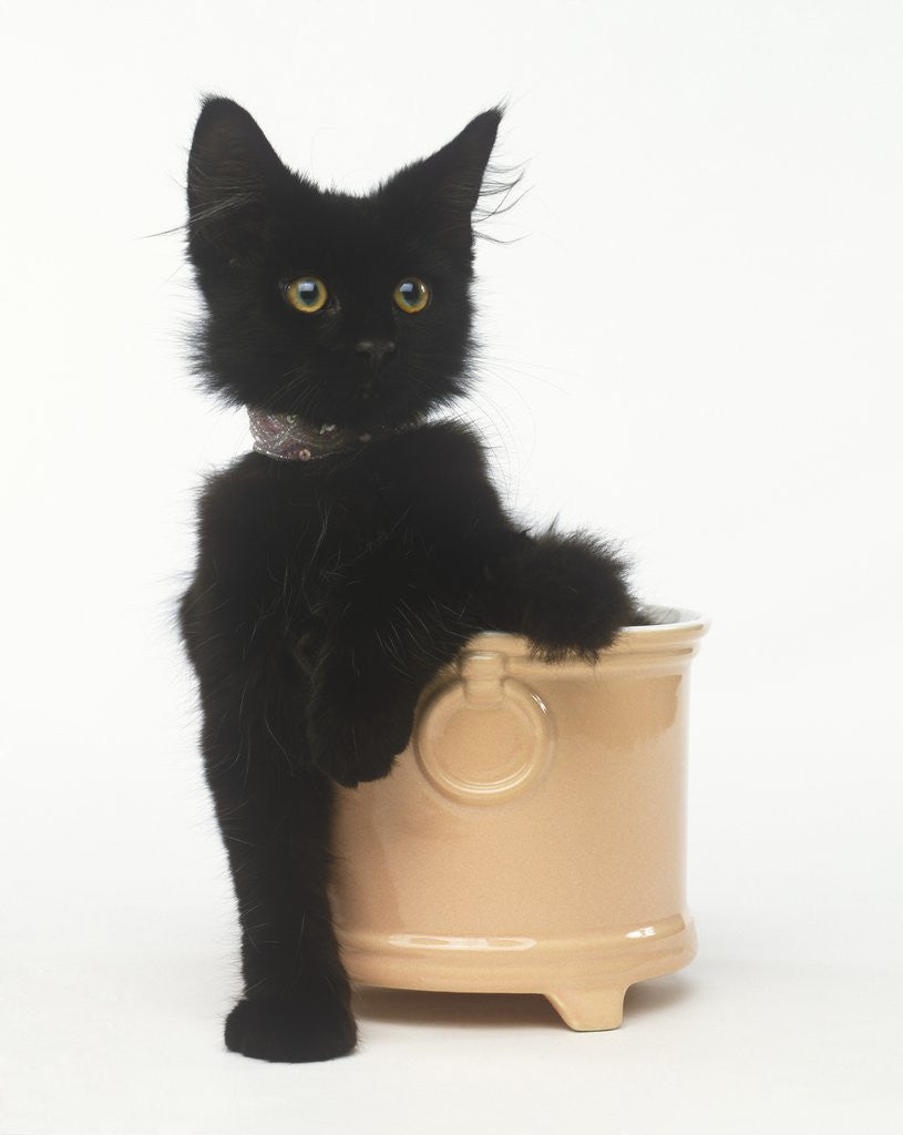 Detail of Black Kitten Sitting in Plant Pot by Anonymous