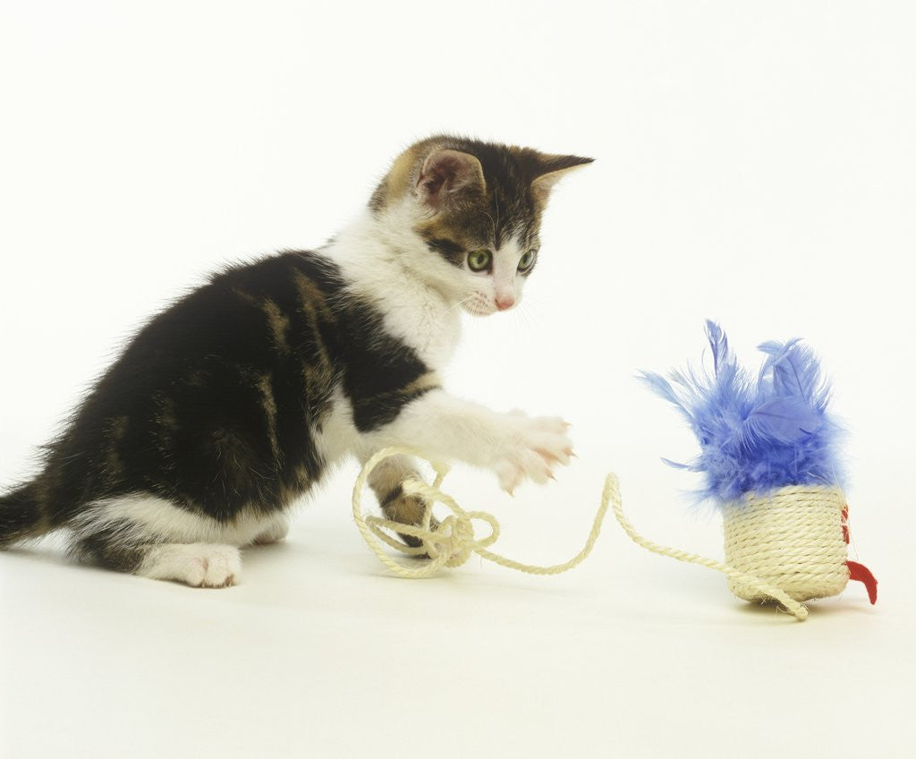 Detail of Kitten Playing with Cat Toy by Anonymous