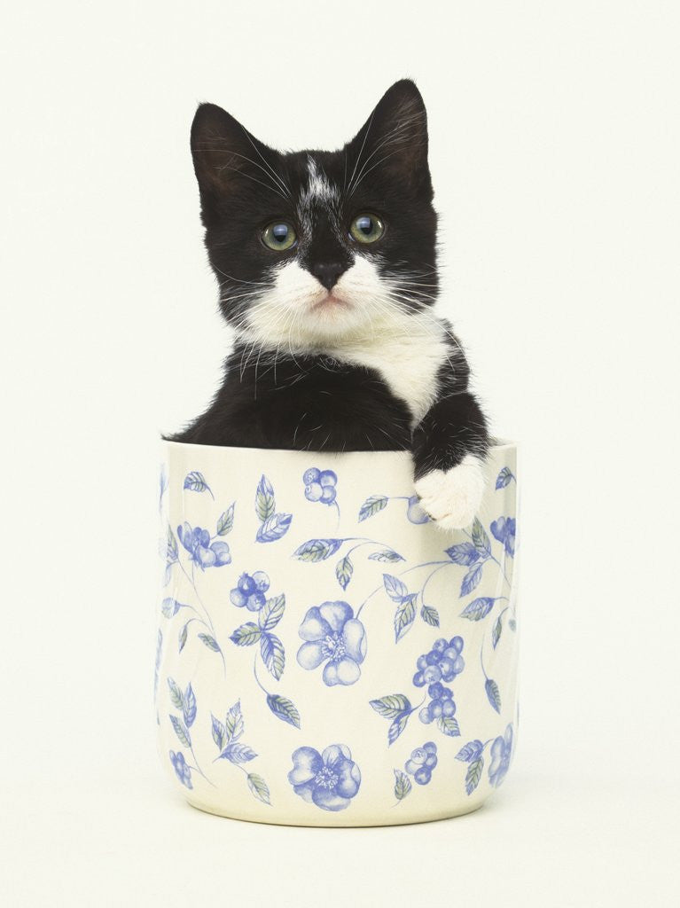 Detail of Black and White Kitten Sitting in Ceramic Jar by Anonymous