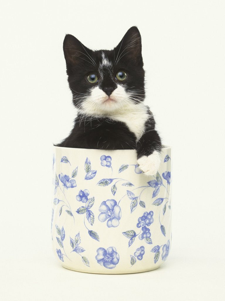 Detail of Black and White Kitten Sitting in Ceramic Jar by Corbis