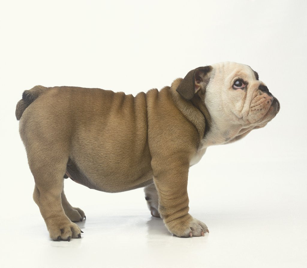 Detail of Bulldog Puppy by Anonymous