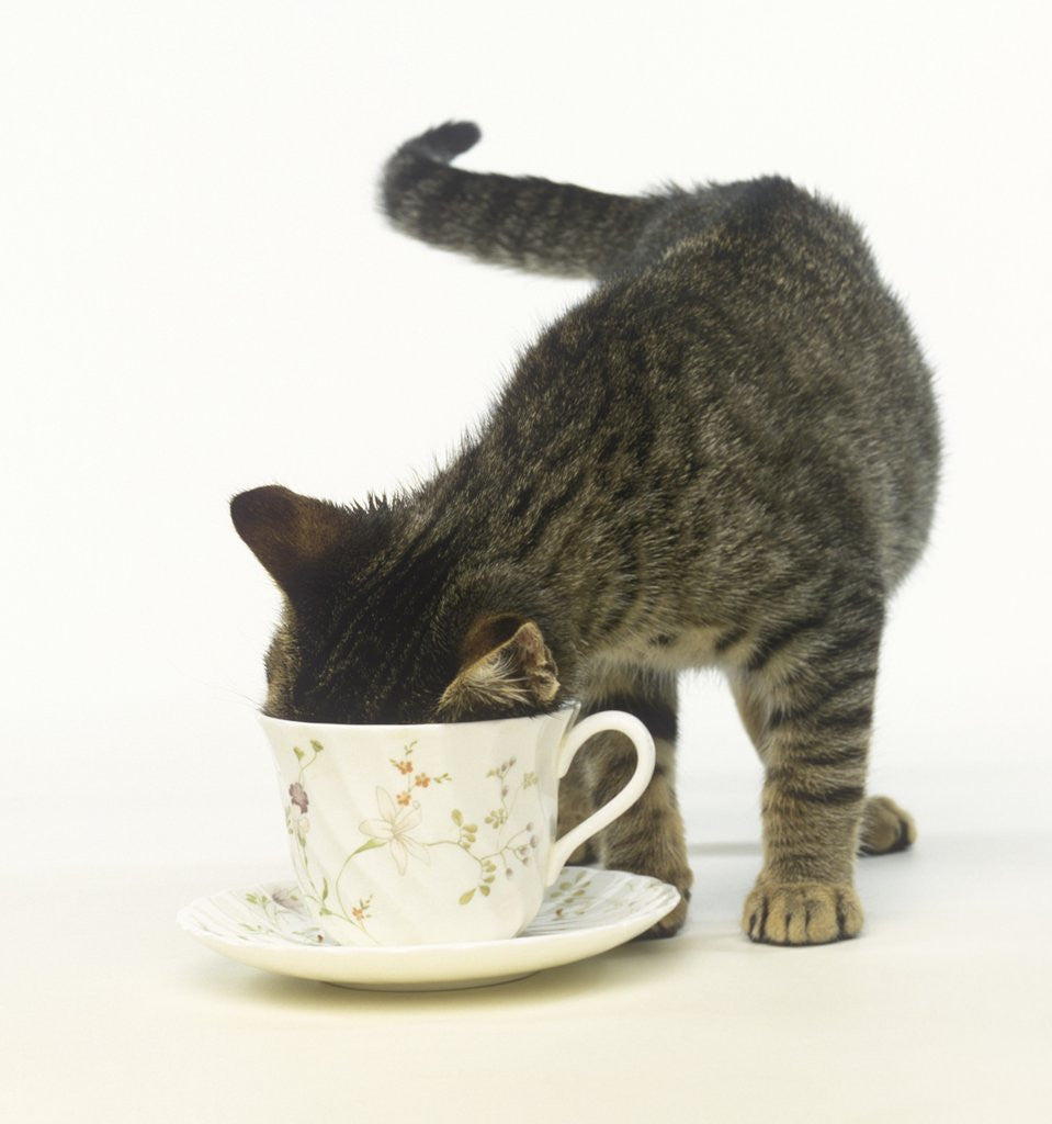 Detail of Kitten Exploring Teacup by Anonymous