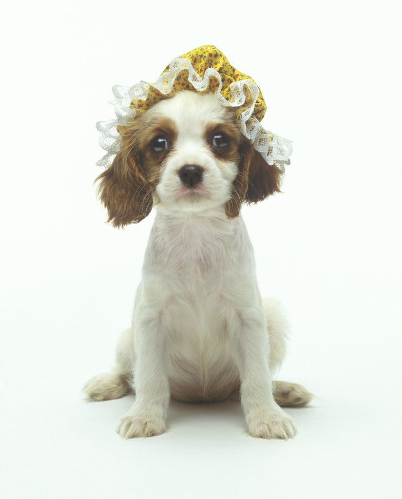 Detail of Cavalier King Charles Spaniel Puppy Wearing Bonnet by Corbis