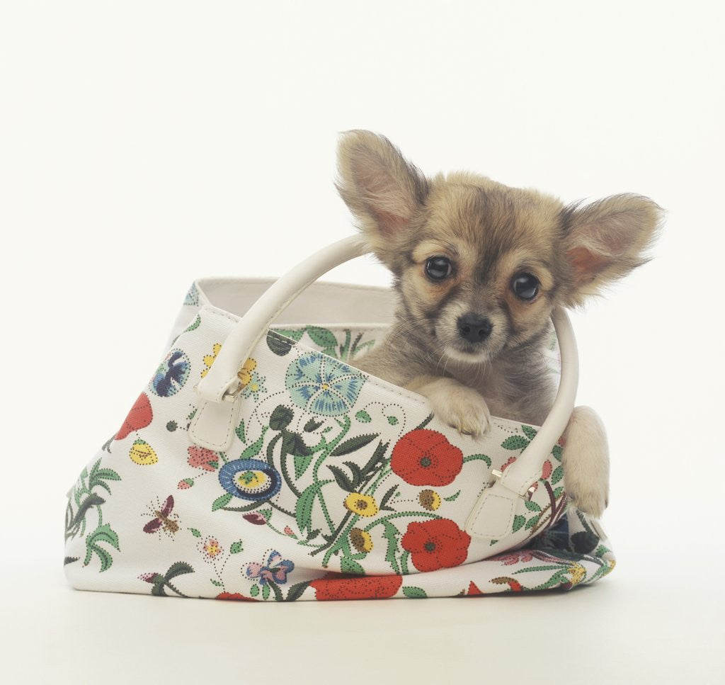 Detail of Long-Haired Chihuahua in Tote Bag by Corbis