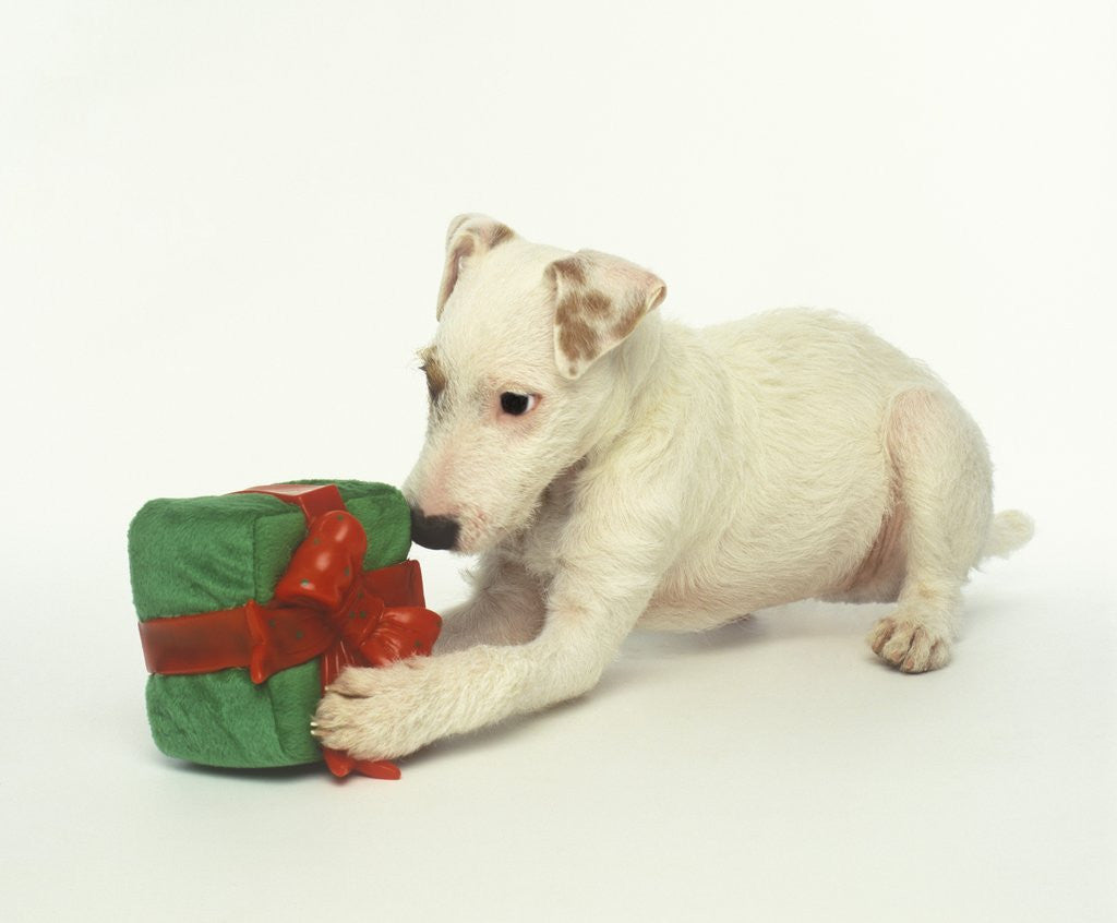 Detail of Puppy Playing with Gift-Shaped Dog Toy by Corbis