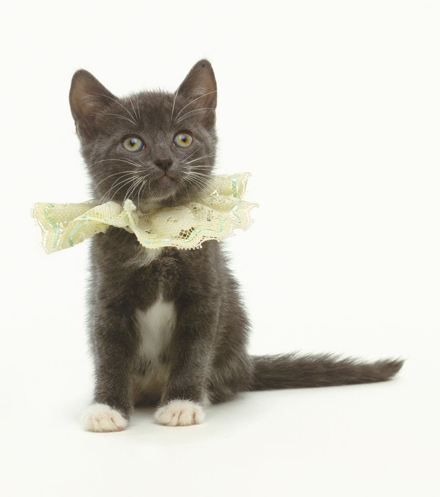 Detail of Kitten Wearing Lace Collar by Anonymous