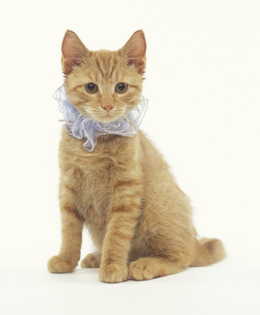 Detail of Ginger Kitten Wearing Fancy Collar by Corbis