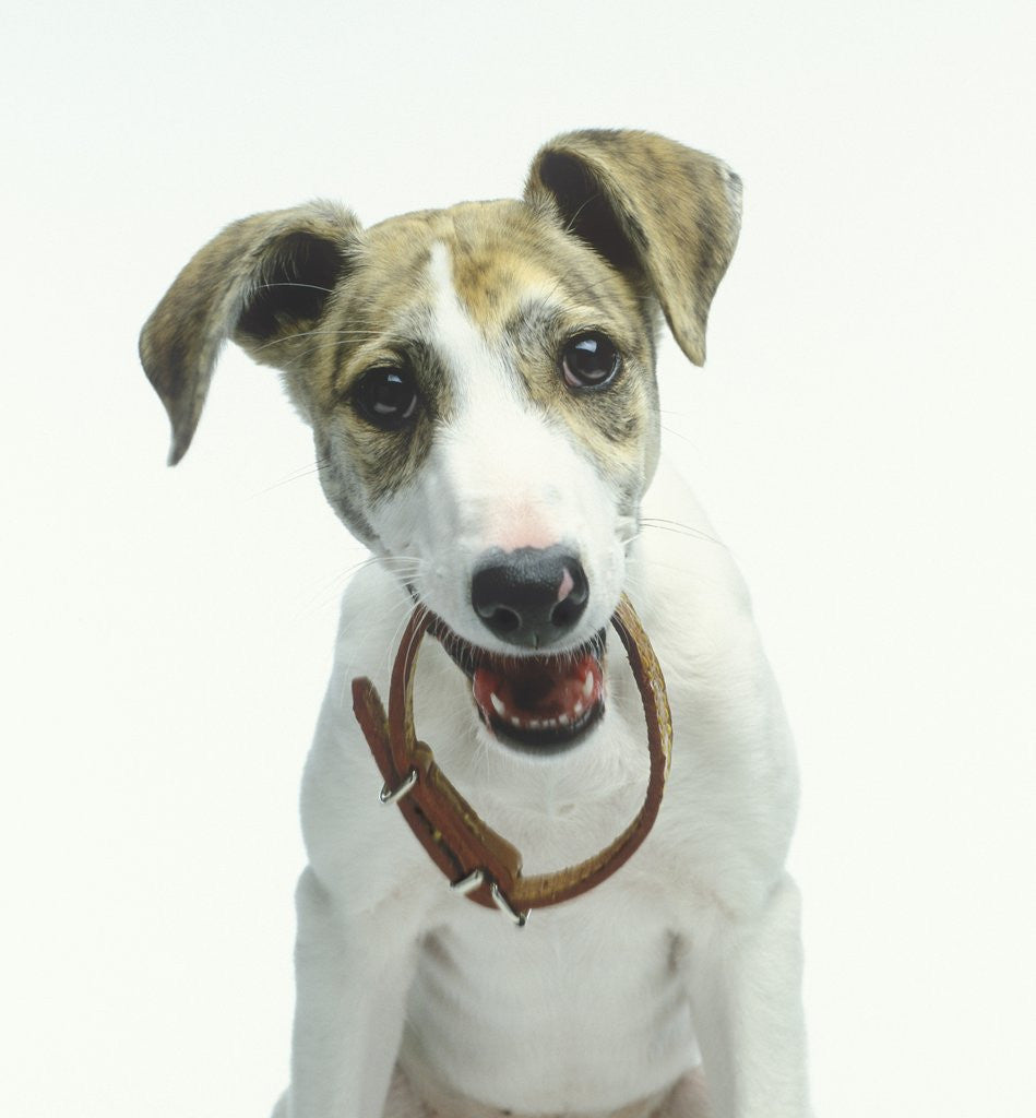 Detail of Greyhound Puppy Holding Collar in Its Mouth by Anonymous