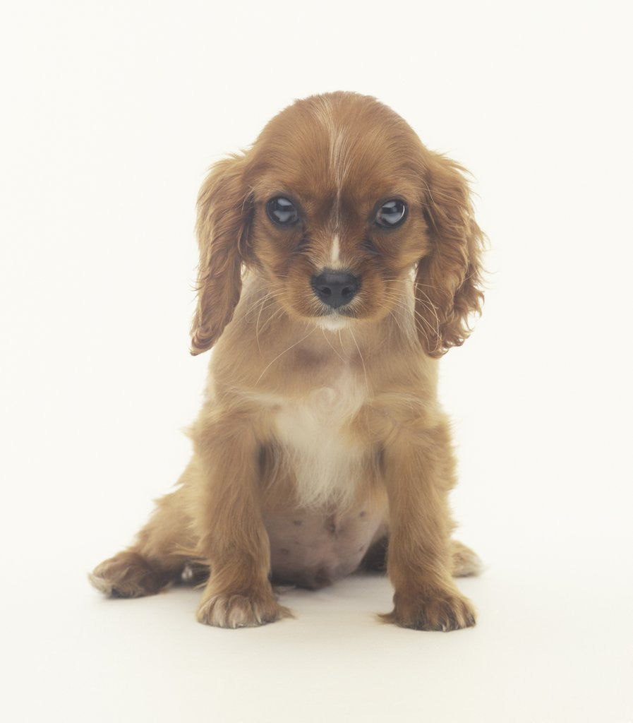 Detail of Cavalier King Charles Spaniel Puppy by Corbis
