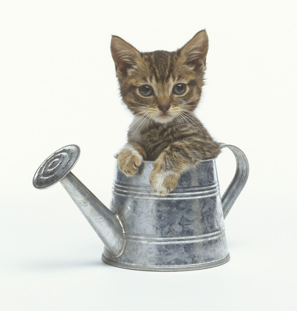 Detail of Kitten Sitting in a Watering Can by Corbis