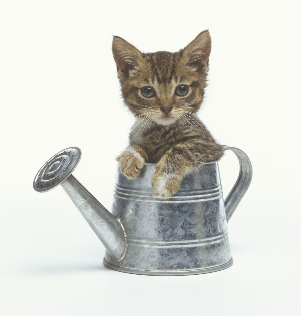 Detail of Kitten Sitting in a Watering Can by Anonymous