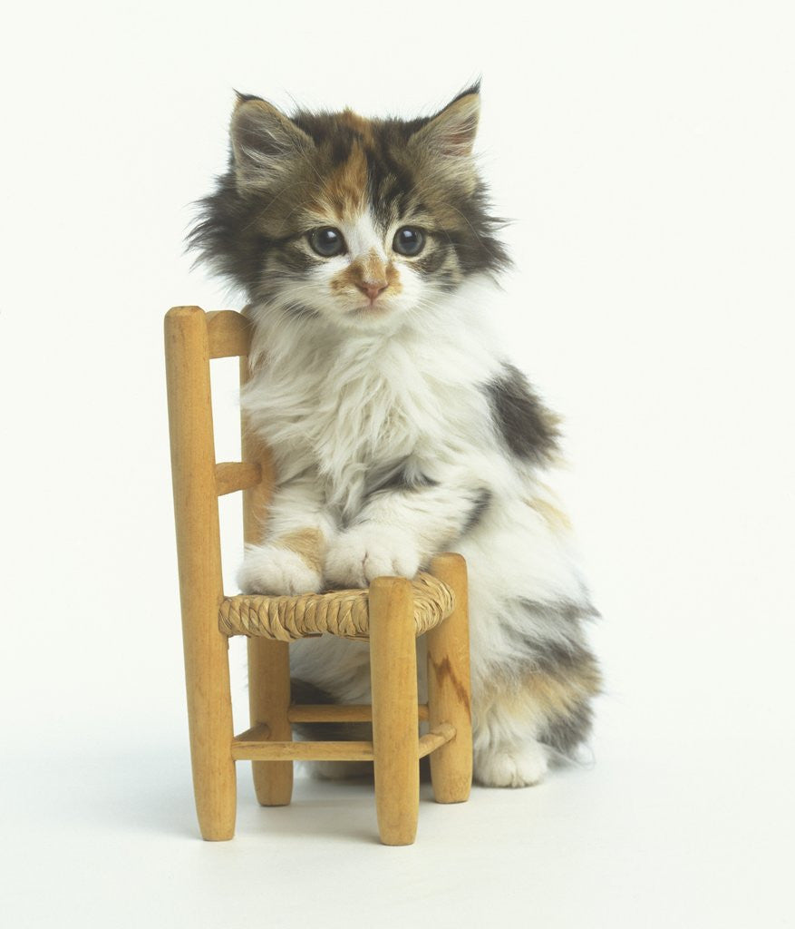 Detail of Ragdoll Kitten with Toy Chair by Anonymous