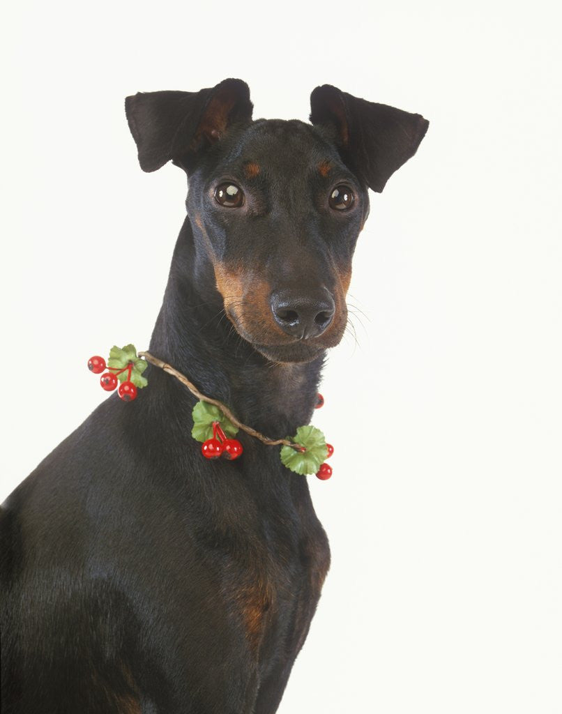 Detail of Manchester Terrier Wearing Holly Berries by Anonymous