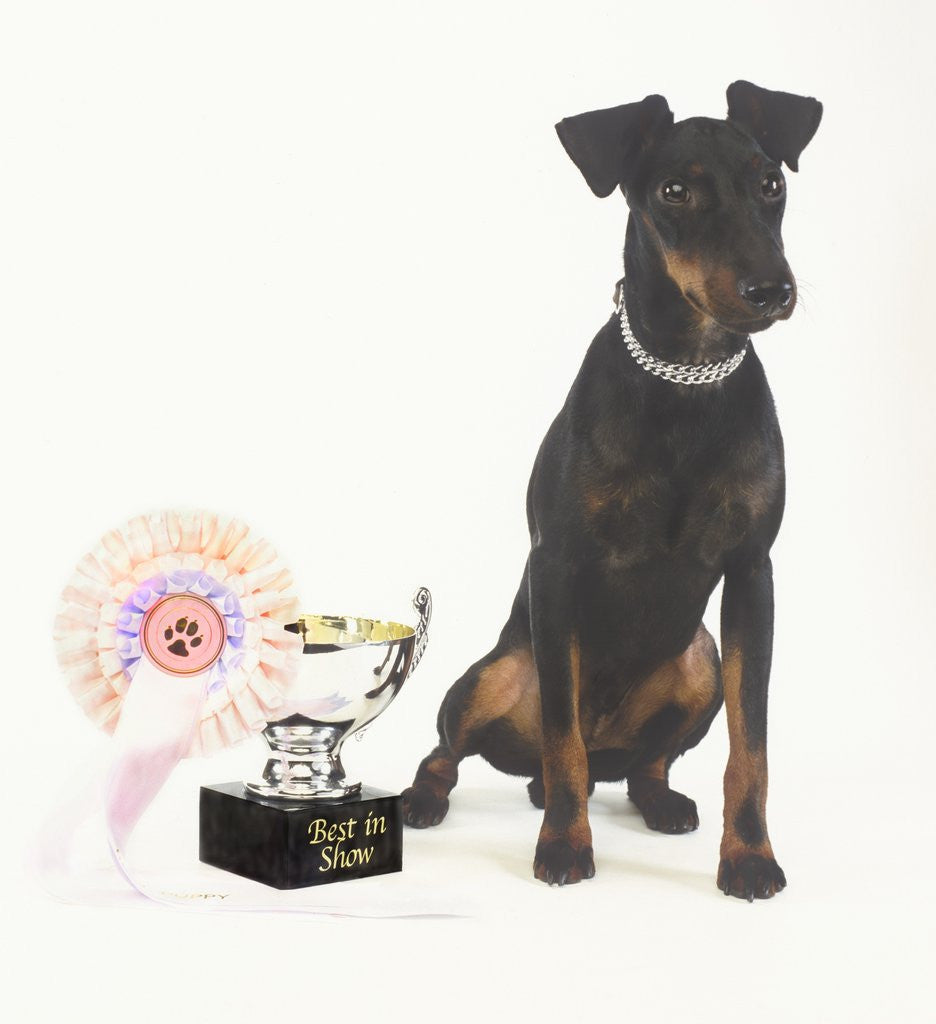 Detail of Manchester Terrier with Trophy by Anonymous