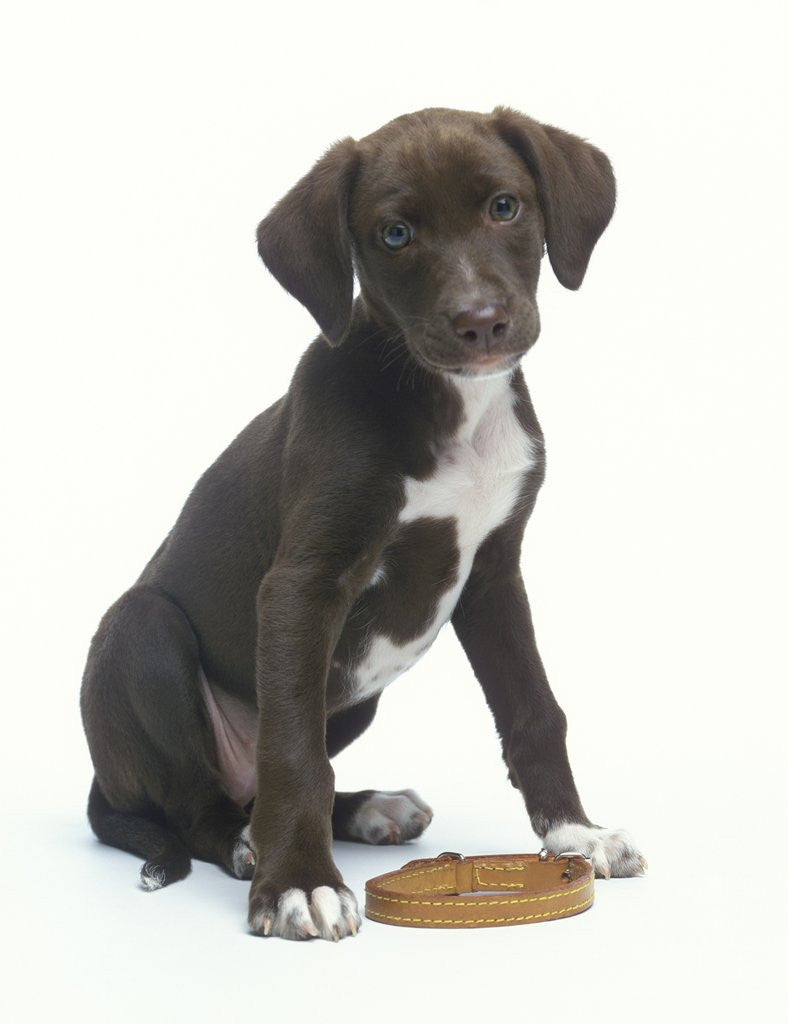 Detail of Mixed-Breed Puppy Sitting by Collar by Anonymous