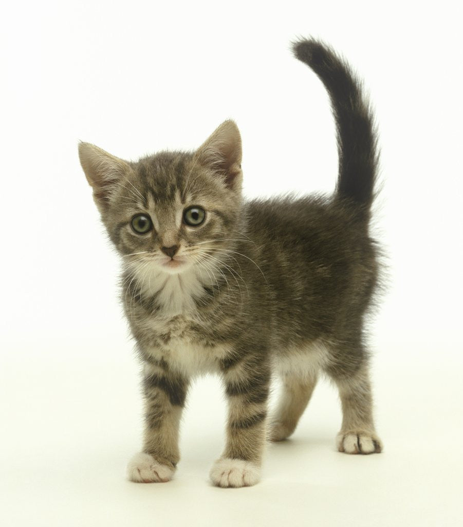 Detail of Surprised Kitten by Anonymous