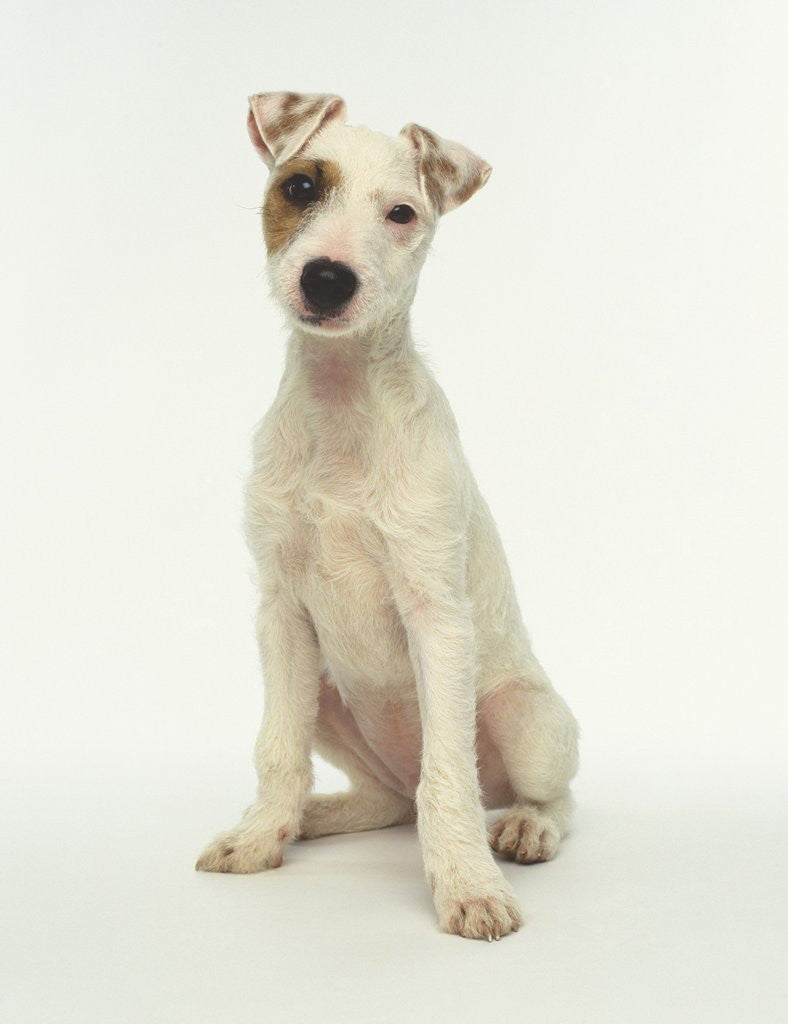 White Puppy with Brown Eye Patch - Main Image