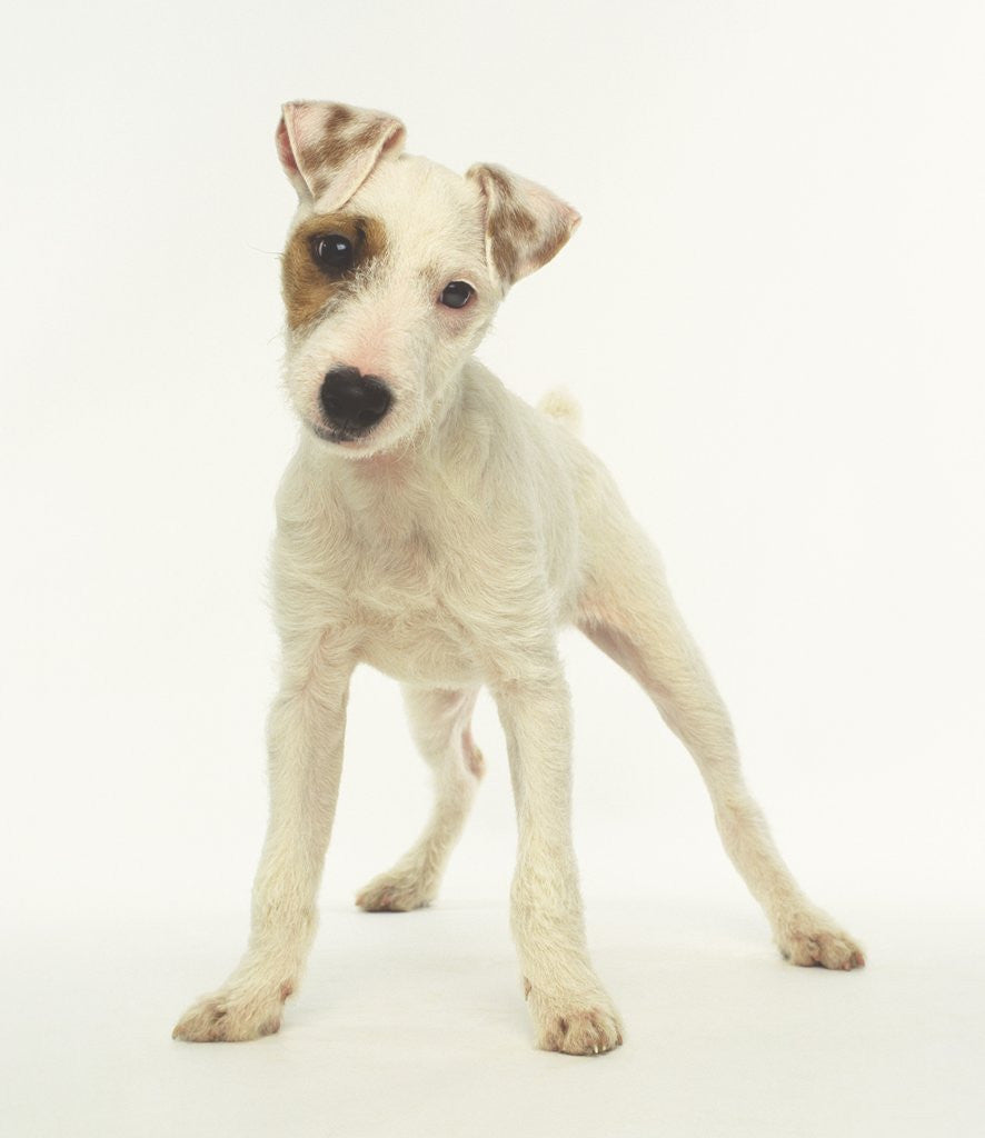 Detail of White Puppy with Brown Eye Patch by Anonymous