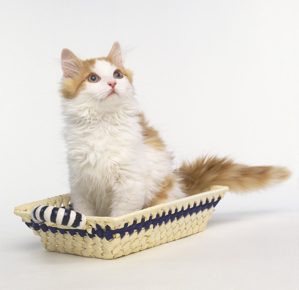 Detail of Ginger and White Kitten Sitting in Basket by Anonymous
