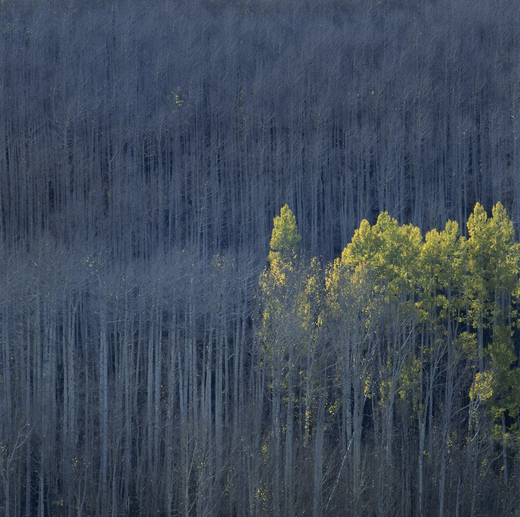 Detail of Dying Trees in Forest by Corbis