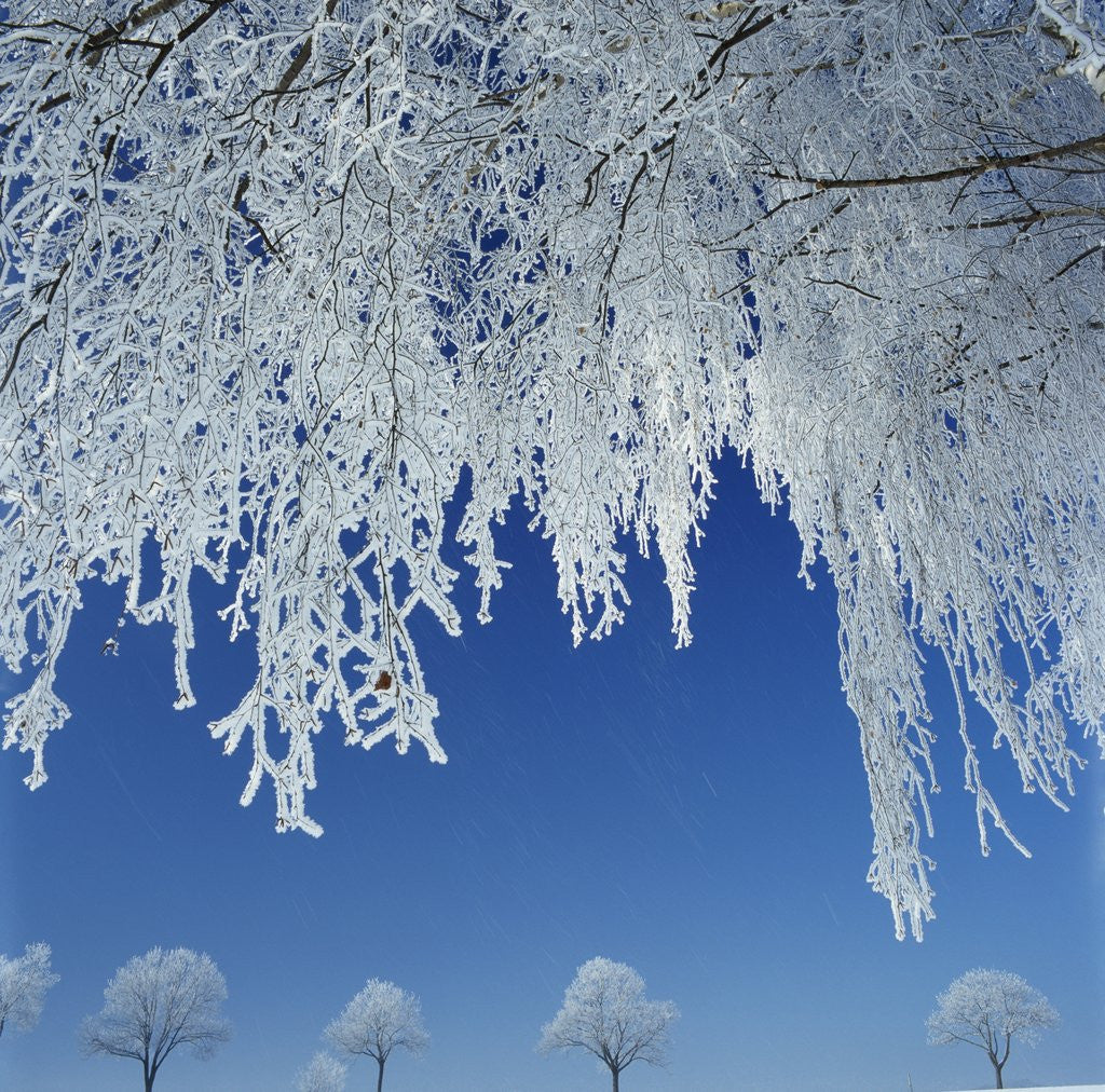 Detail of Frost Covered Trees by Corbis