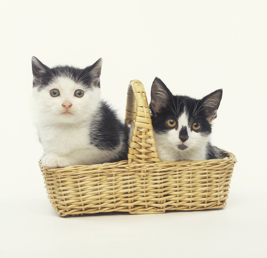 Detail of Two Black and White Kittens Sitting in a Basket by Corbis