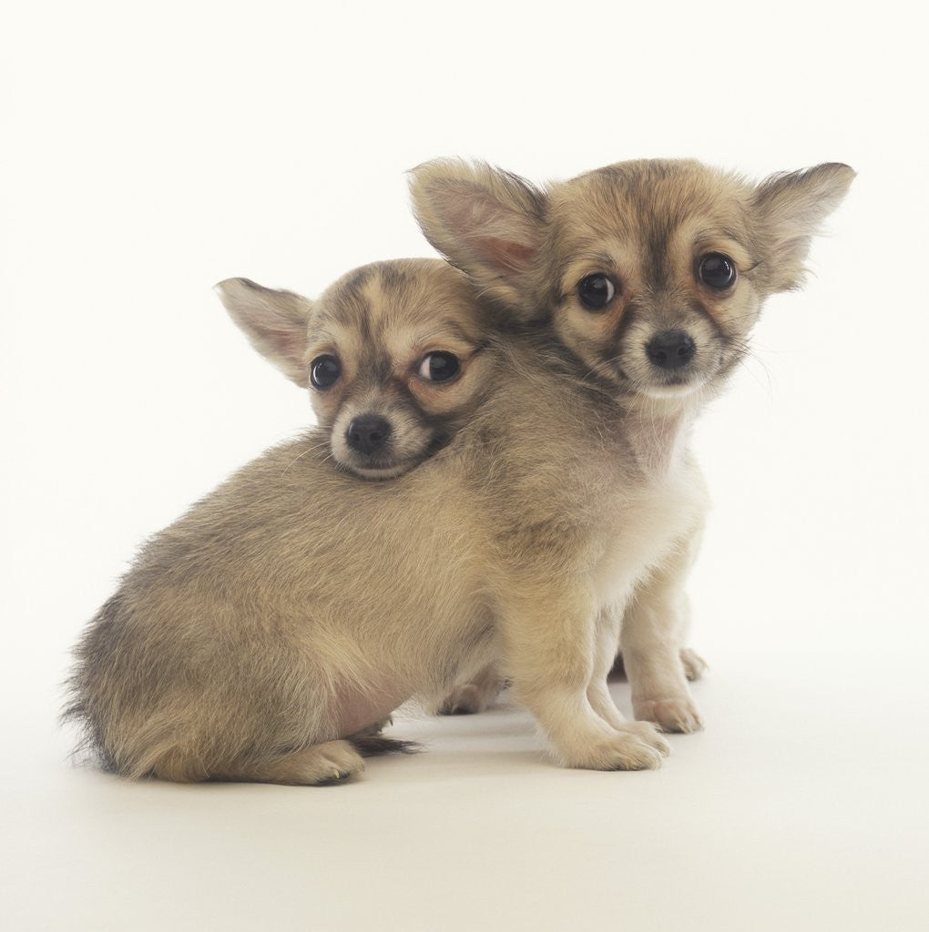 Detail of 2 Long-Haired Chihuahuas by Corbis
