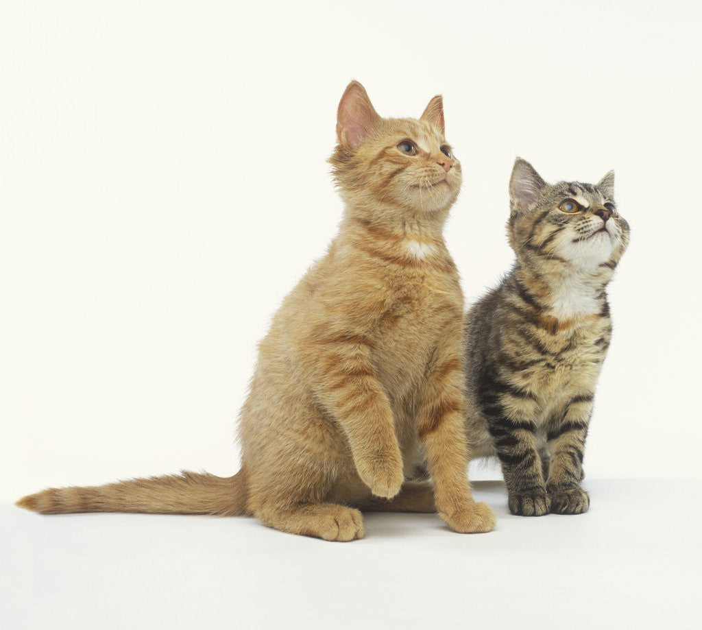Detail of Two Curious Kittens by Anonymous