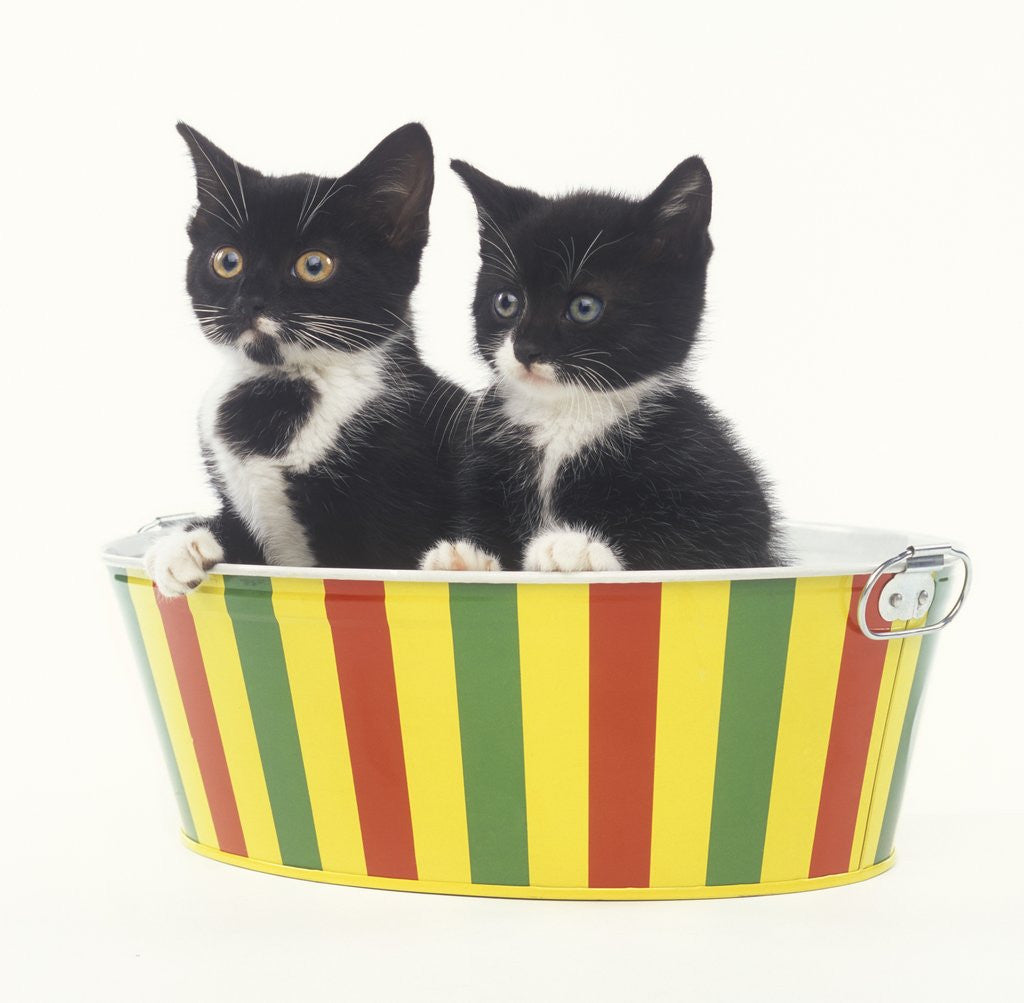 Detail of Two Black and White Kittens Sitting in a Striped Bucket by Anonymous